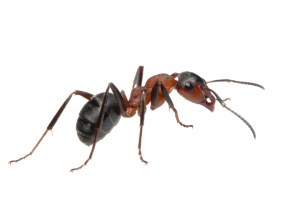 Close-up of an ant on a white background
