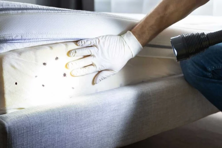 Technician inspecting a mattress seam for bed bugs