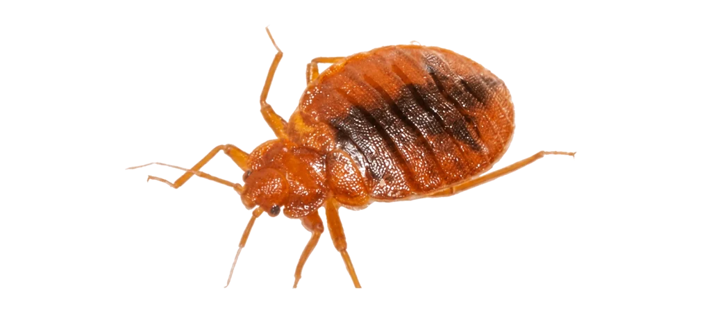 Close-up of a bed bug on a white background