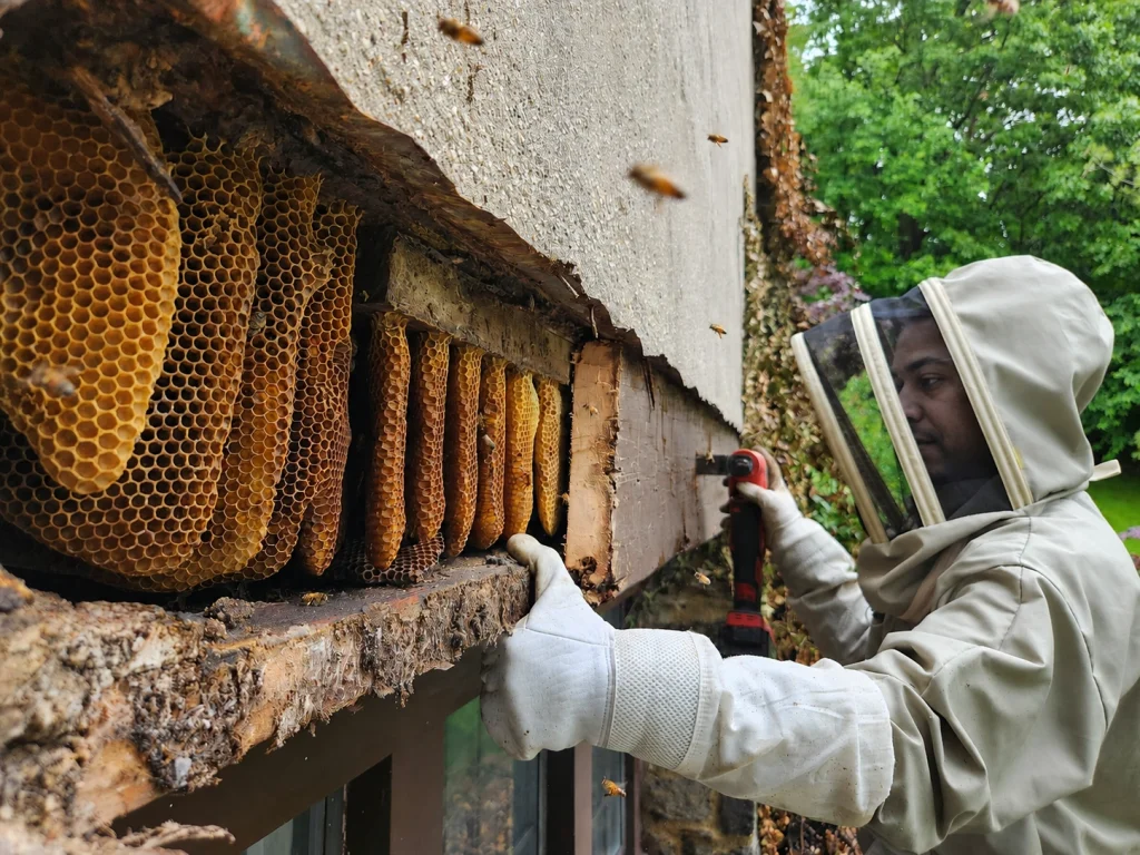 Technician removing a beehive from a structure