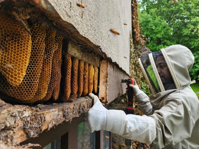 Technician removing a beehive from a structure