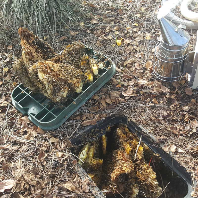 Beehive built inside an in-ground water meter box