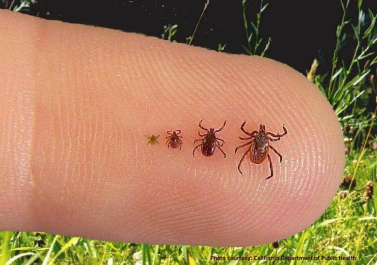 Blacklegged tick life stages shown side by side