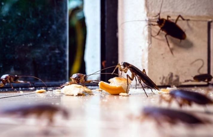 Cockroaches and droppings indicating active infestation