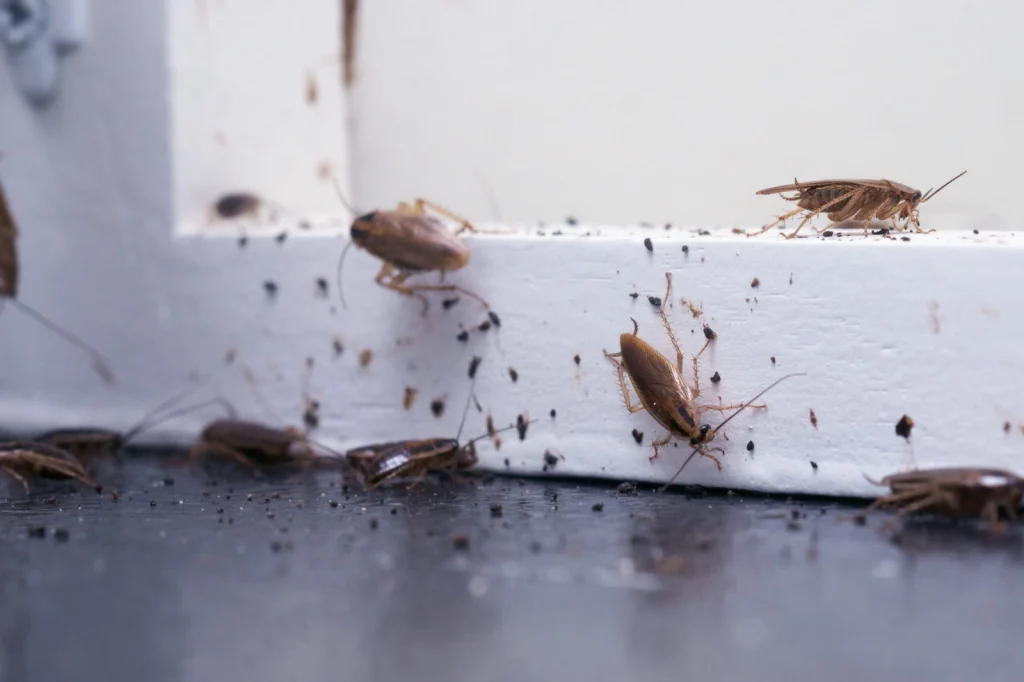 Cockroach infestation in a residential kitchen