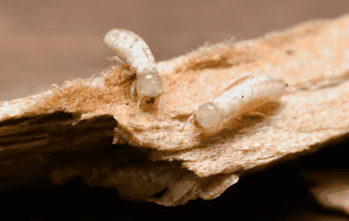 Close-up of a drywood termite