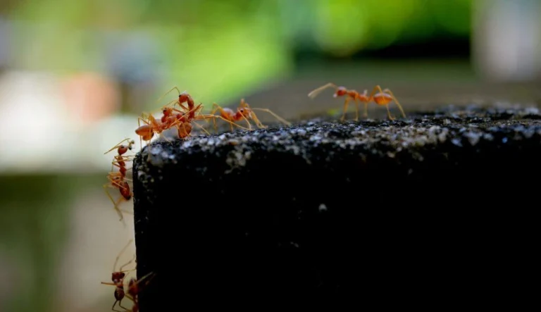 Fire ant mound treatment in a South Florida yard