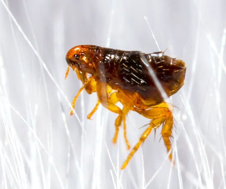 Macro photograph of a flea