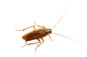 German cockroach on a white background