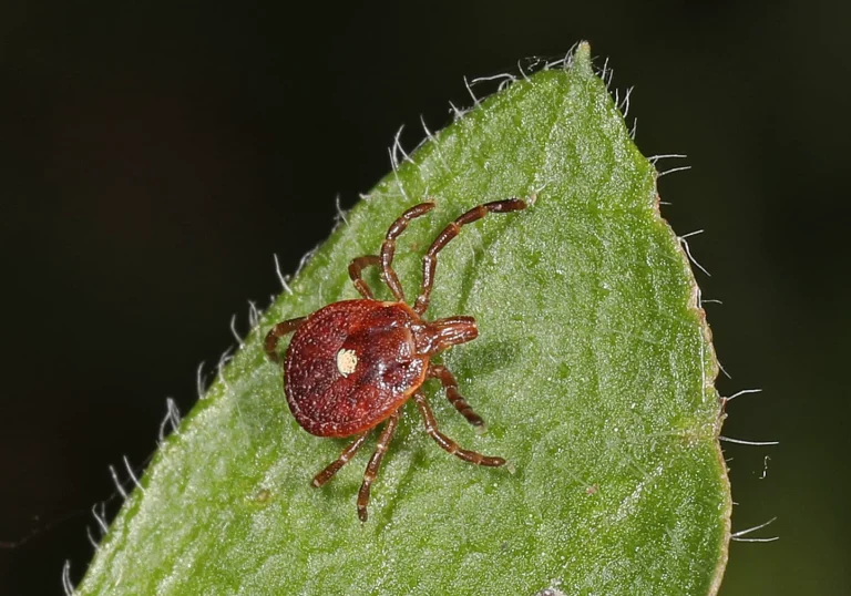 Lone star tick identified by the white dot on its back