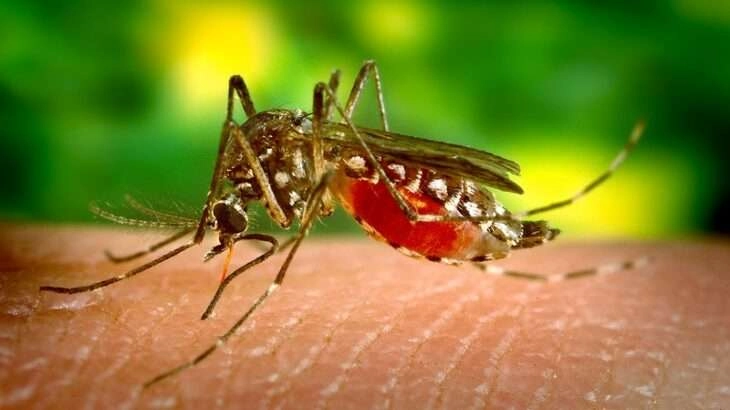 Close-up of a mosquito feeding on skin