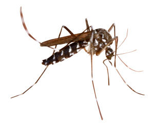 Mosquito on a white background