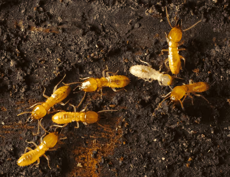 Subterranean termites in damaged wood