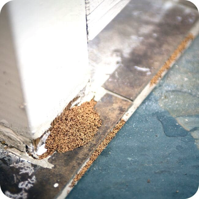 Drywood termite frass pellets