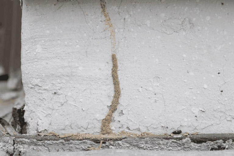 Termite mud tubes running up a foundation wall